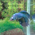 Ikan cupang merah biru jantan red blue betta fish