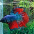 Ikan cupang merah biru jantan red blue betta fish