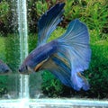 Ikan cupang multicolors betta fish