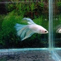 Ikan cupang putih jantan white betta fish