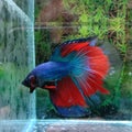 Ikan cupang merah biru jantan red blue betta fish