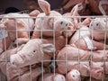 OSNABRUECK, GERMANY - FEBRUARY 2018: IKEA toy pigs in a lattice box