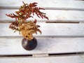 Ikebana, autumn flowers in a small vase on a wooden background