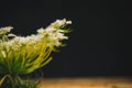 Ikebana. A bouquet of white wildflowers in a pile of wooden bars on a black background. still life of flowers and wood. close up,