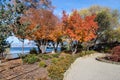 Ikeda Japanese Garden in autumn in Penticton, BC Royalty Free Stock Photo