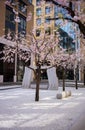 Ikon Gallery cherry blossom, Birmingham