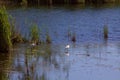 uccello solitario in mezzo al lago