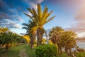 Il-Mellieha, Malta - Beautiful palm trees and flowers at sunset with amazing sky and clouds and Mellieha town at background Royalty Free Stock Photo