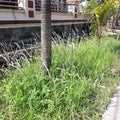 Ilalang grass white green trer palm