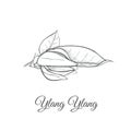 Ilang ilang sketch vector illustration.