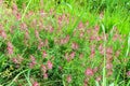 ild field flowers bunch ground color petals purple pink nature