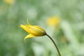 Wild woodland tulip, Tulipa sylvestris, budding yellow flower