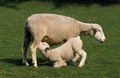 ILE DE FRANCE SHEEP, A FRENCH BREED, EWE WITH SUCKLING LAMB Royalty Free Stock Photo