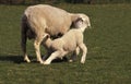 ILE DE FRANCE SHEEP, A FRENCH BREED, MOTHER WITH LAMB SUCKLING Royalty Free Stock Photo