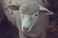 Ile de France sheep lamb in pen on livestock farm Royalty Free Stock Photo