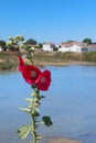 Ile de RÃÂ© - Hollyhocks in landscape