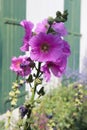 Ile de RÃÂ© Hollyhocks