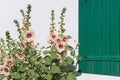 Ile de RÃÂ© Hollyhocks Royalty Free Stock Photo