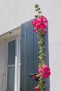 Ile de RÃÂ© Hollyhocks