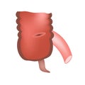 Ileocecal angle. Ileocecal valve. Bauginiev s damper. The ileum, the Cecum, the Apendix. Colon. Infographics. Vector illustration