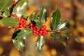 Ilex aquifolium