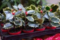 Ilex aquifolium or Christmas holly berry plant with green foliage and decorative red berries in small pots on the shelve at greek