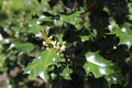Ilex aquifolium, christmas holly or evergreen boughs, green leaves. Royalty Free Stock Photo