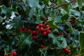 Ilex aquifolium or Christmas holly. Holly green foliage with matures red berries. Green leaves and red berry Christmas holly, Royalty Free Stock Photo