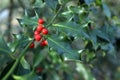 Ilex aquifolium