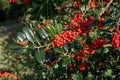 Ilex aquifolium, the holly, common holly, English holly, European holly or Christmas holly plant