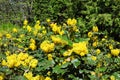 Ilex aquifolium, holly, common holly, English holly or occasionally Christmas holly bush blooming in spring garden