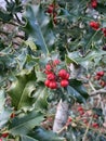 Ilex aquifolium holly, common holly, English holly, European holly, or occasionally Christmas holly with a blemish on a leaf