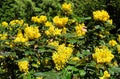 Ilex aquifolium, holly, English holly, European holly, or occasionally Christmas holly bush blooming flowers in spring