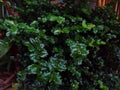 Ilex cornuta Chinese holly or horned holly plant