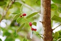 The ripe fruits of Ilex cornuta