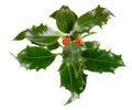 Ilex,holly,christmas decoration