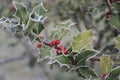 Ilex, holly in winter with hoarfrost and berries