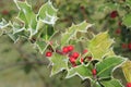 Ilex, holly in winter with hoarfrost and berries