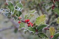 Ilex, holly in winter with hoarfrost and berries