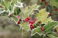 Ilex, holly in winter with hoarfrost and berries