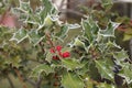 Ilex, holly in winter with hoarfrost and berries