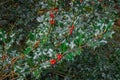 Ilex meserveae Blue Princess Royalty Free Stock Photo