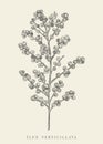 Ilex verticillata. Black and white Royalty Free Stock Photo