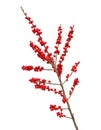 Ilex verticillata or winterberry Royalty Free Stock Photo