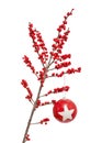 Ilex verticillata or winterberry Royalty Free Stock Photo
