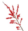 Ilex verticillata or winterberry Royalty Free Stock Photo