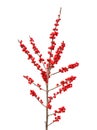 Ilex verticillata or winterberry Royalty Free Stock Photo