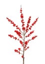 Ilex verticillata or winterberry Royalty Free Stock Photo