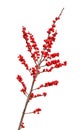 Ilex verticillata or winterberry Royalty Free Stock Photo