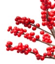 Ilex verticillata or winterberry Royalty Free Stock Photo